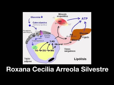 ლიპოლიზი. ვებინარი 5