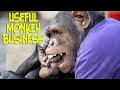 USEFUL MONKEY BUSINESS |TOP CHANNEL and Beauty saloon from Chimpanzee | Premium skincare and peeling