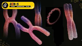 Recombinate DNA Technology (RDT)
