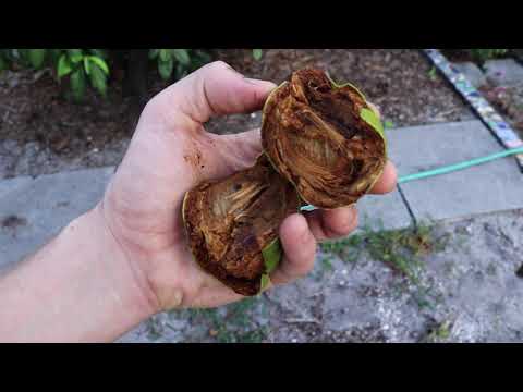 Chocolate Pudding Fruit Growing in South Florida