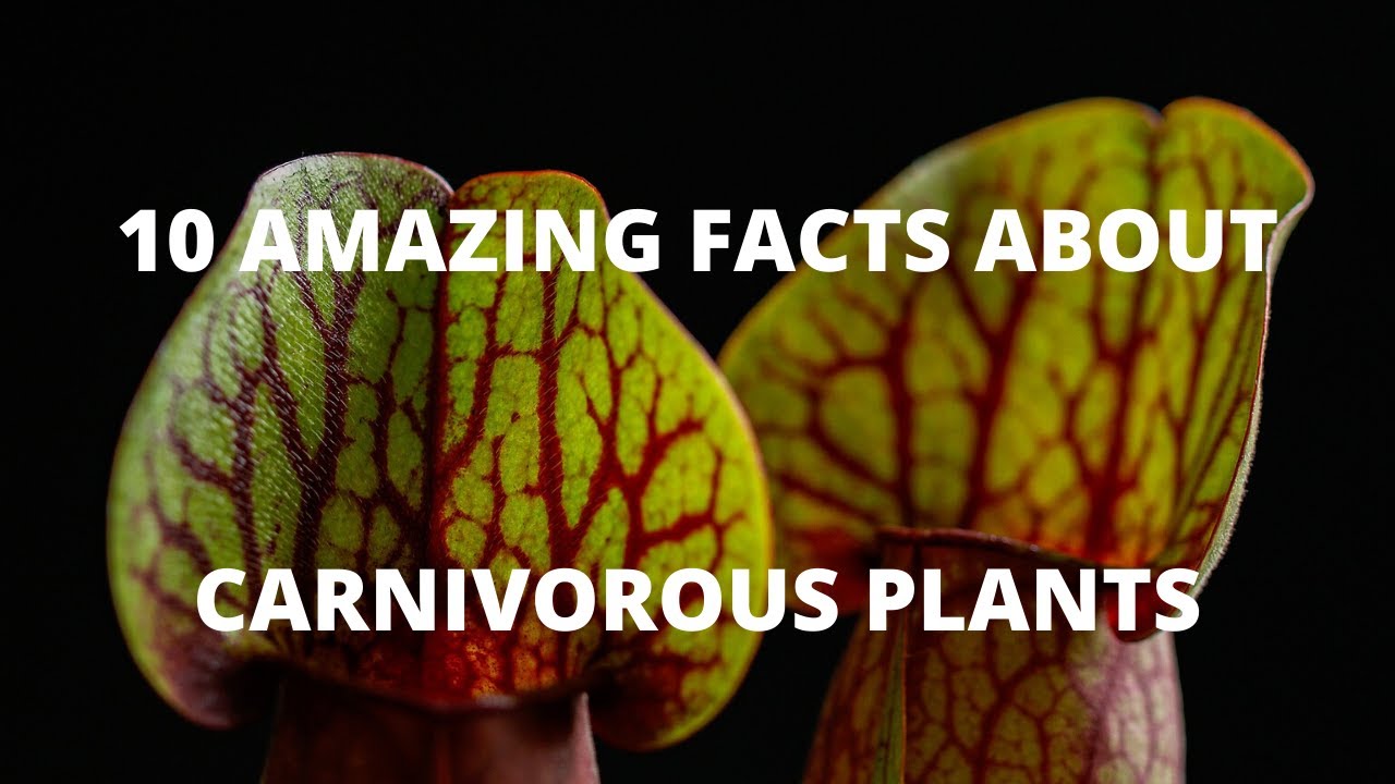 10 AMAZING FACTS ABOUT CARNIVOROUS PLANTS MOST BIZZARE