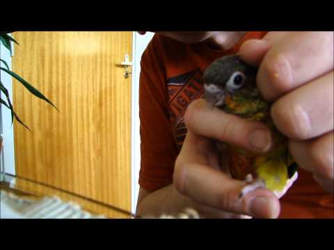 Tamme Pyrrhura, de Leukste Vogel voor in Huis