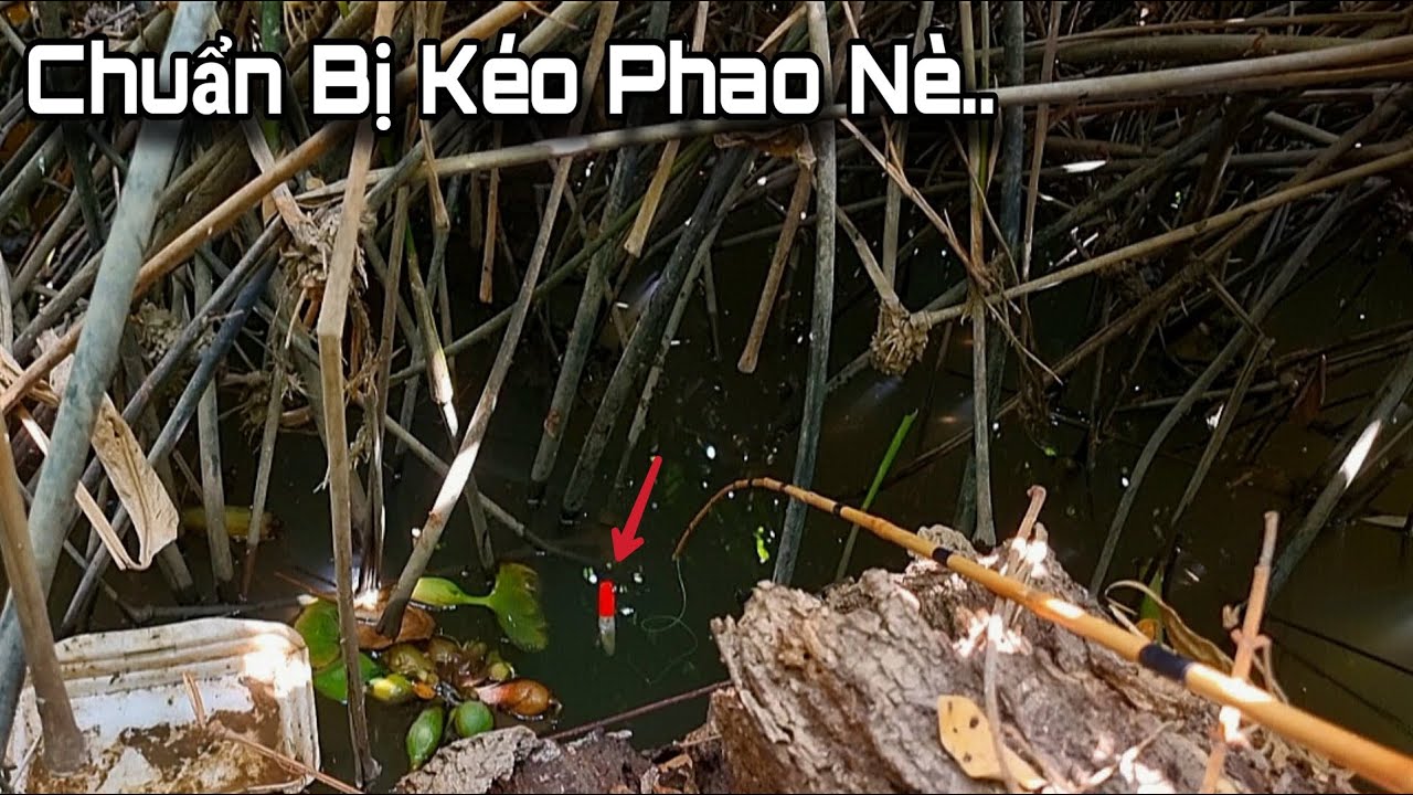 Tập 20 - Lần Nào Câu Ở Đây Cũng Có Nhiều Cá Lớn, Hôm Nay Bác Trai Giật Đã Tay Luôn | Câu Cá Rô Đồng