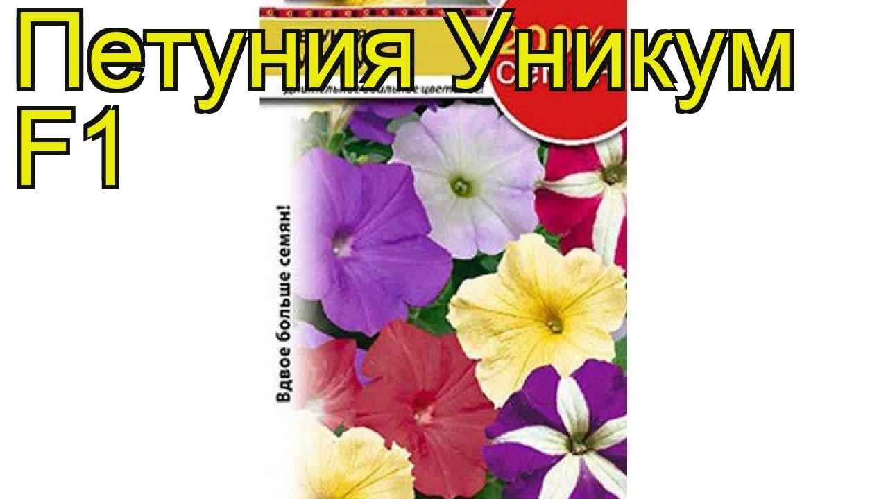 Петуния Уникум: описание сорта, характеристики, посадка и уход, отзывы | Название сайта