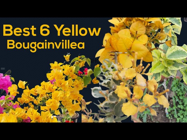 bougainvillea yellow