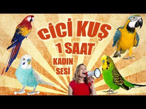 Cici kuş sesi cici kuş ses kaydı muhabbet kuşu ve papağan konuşturma cici kuş kadın sesi