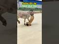 #funny #viralvideo #viralsong #viralreels #viralshorts #cute #cuteanimals #enjoythelife #automobile