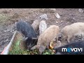 Вєтнамські свині сильно розмножились що робити