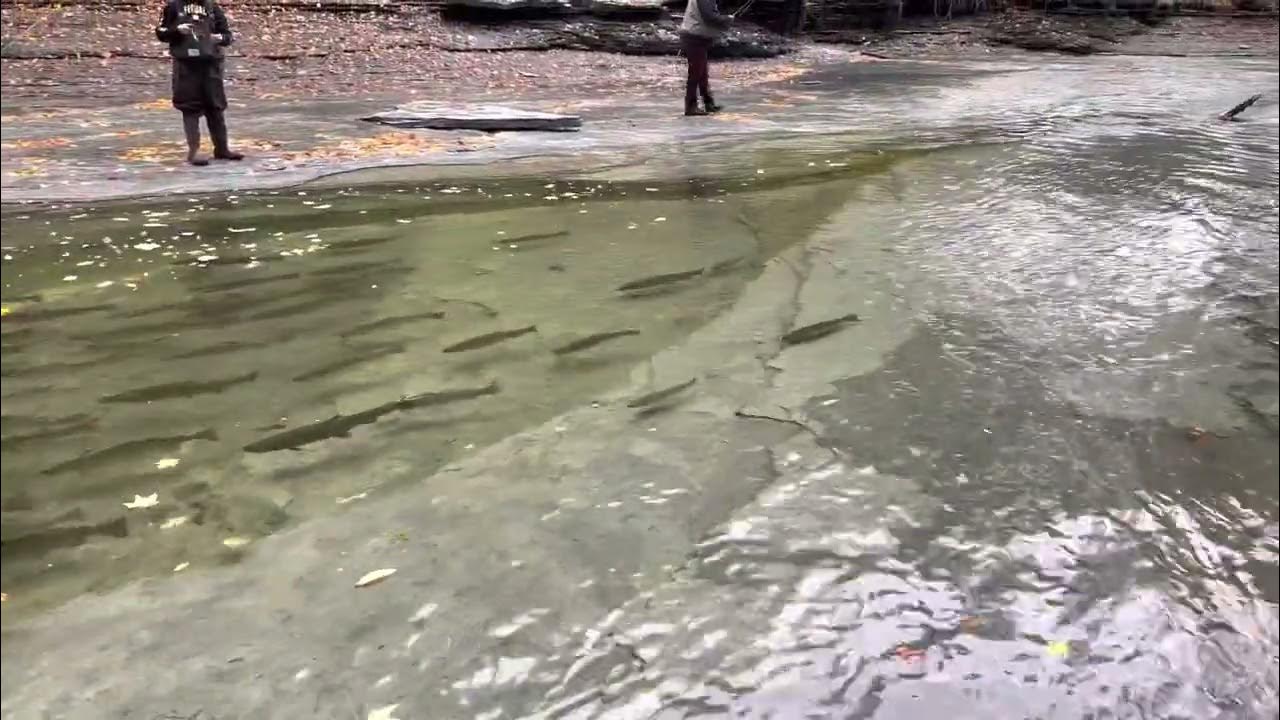 Walnut Creek, Erie PA, USA … steelhead fishing October 2022 YouTube