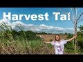 AMERICAN HARVESTING SUGARCANE In The PHILIPPINES // Philippines Travel Vlog