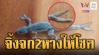 เชื่อมาให้โชค! จิ้งจก 2 หางตกใส่ขา คอหวยแห่ตีเลขเด็ด | ข่าวอรุณอมรินทร์