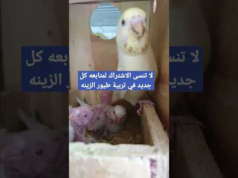 عصافير البادجي الاسترالي طفرة الفالو جولدن من أجمل طفرات عصافير البادجي