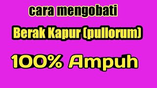 Cara mengobati berak kapur pd puyuh-how to treat pullorum in quail.