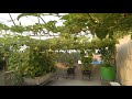 ROOF GARDEN KOLKATA summer vegetables