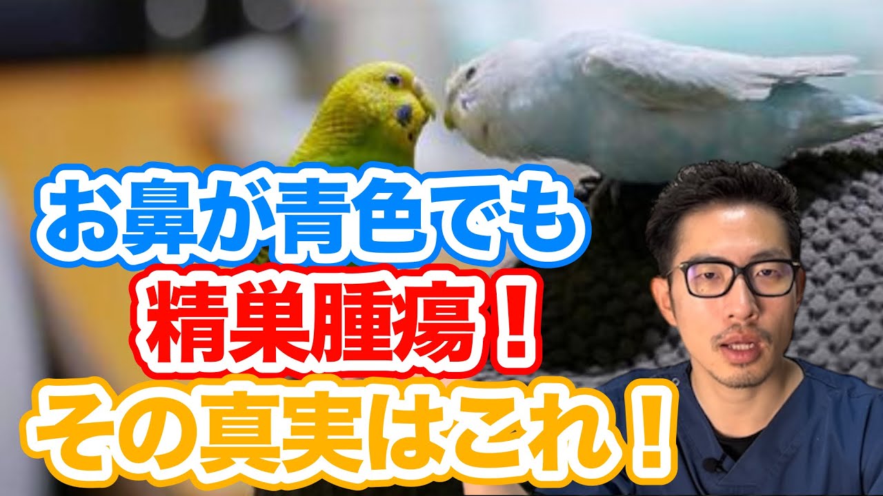 Question Corner] Is my budgie falling off the perch because it's