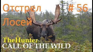 Мир охоты theHunter Call of the Wild # 56