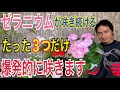 【ゼラニウム】花が咲き続ける！春にやる３つの作業！【ガーデニング】【園芸】