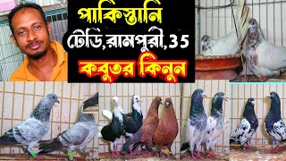 কমদামে ৩০০ টাকা পিস পাকিস্তানি টেডি শাহরানপুরী রামপুরী কবুতর কিনুন | বাকবাকুম পায়রা | Pigeon |