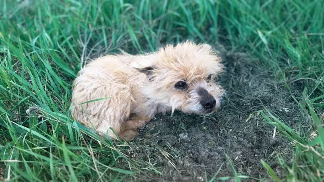 The dog, abandoned by the one he trusted most, is devastated and losing hope