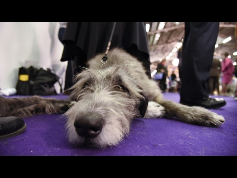 Wideo: Global Pet Expo: Kolory psów pomagają odkryć osobowość Twojego psa