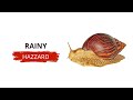 Giant African Snail: The Rainy Season Parasite Explained in 2 Minutes