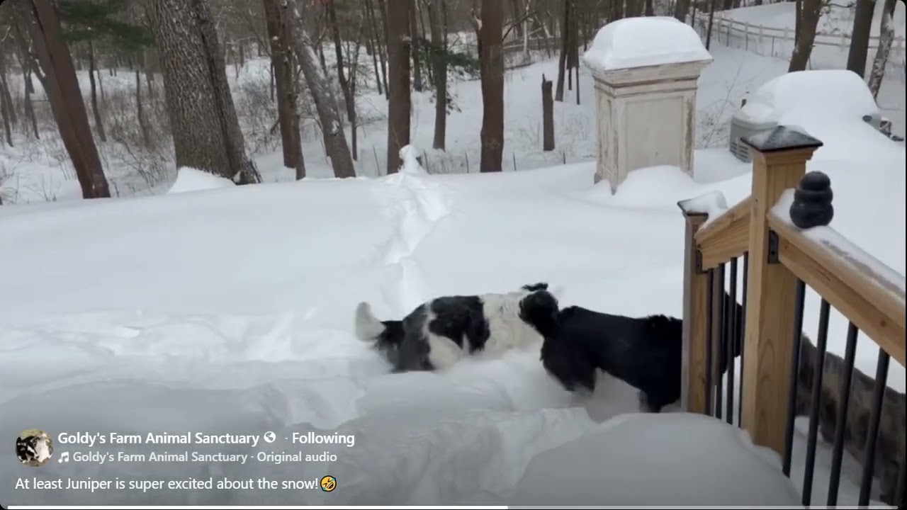 FB Goldy's Farm Animal Sanctuary At least Juniper is super excited about the snow!🤣745am   1262026
