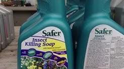 Safer Insecticidal Soap in 32oz - Quick Tips and How To with Chad Harris 