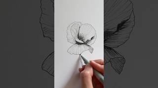 This one is for my husband ? #poppyflower #shorts #floralart #drawingvideo #inkart #flowerdrawing