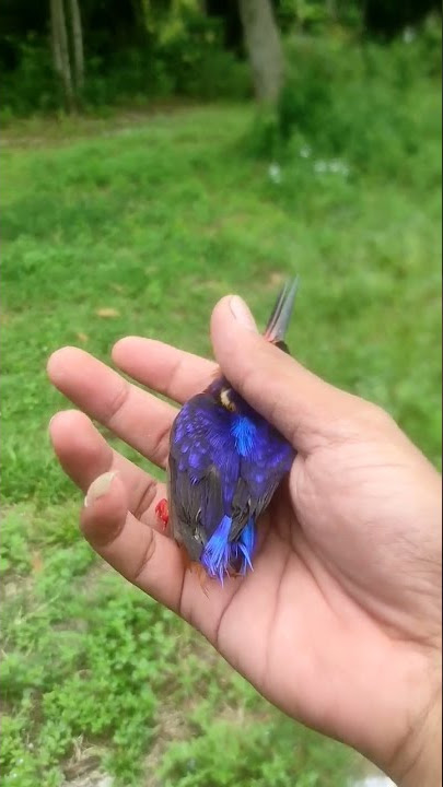 RELEASE BURUNG CUANTIKKKKKKKK #tengkekudang