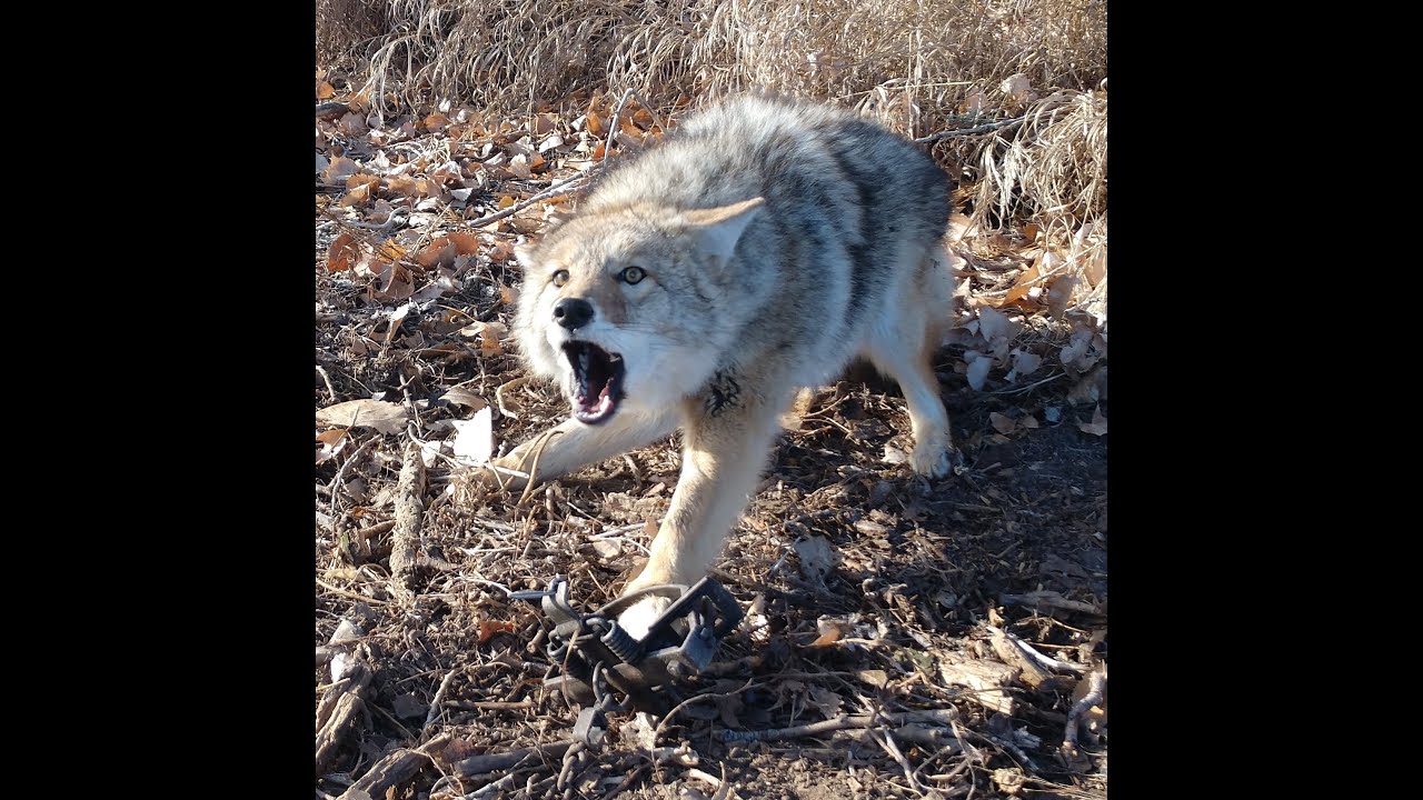 2020 Coyote Trapping, Part 6