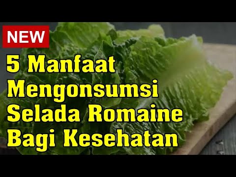 5 Manfaat Mengonsumsi Selada Romaine Bagi Kesehatan