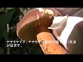 きのことり　北関東　チチタケ　サクラシメジ　2019年9月30日　きのこ高画質接写映像あり　きのことり入門　きのこ採りパート①