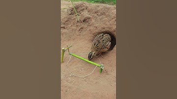 DIY Unique Quail Trap #shortvideo #shortsviral #shorts