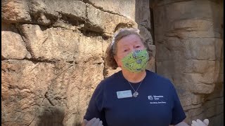 All About Bats With Suzanne