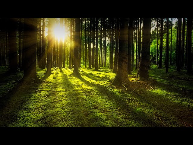Moonlight by Scott Buckley | No Copyright  Meditation Piano Music