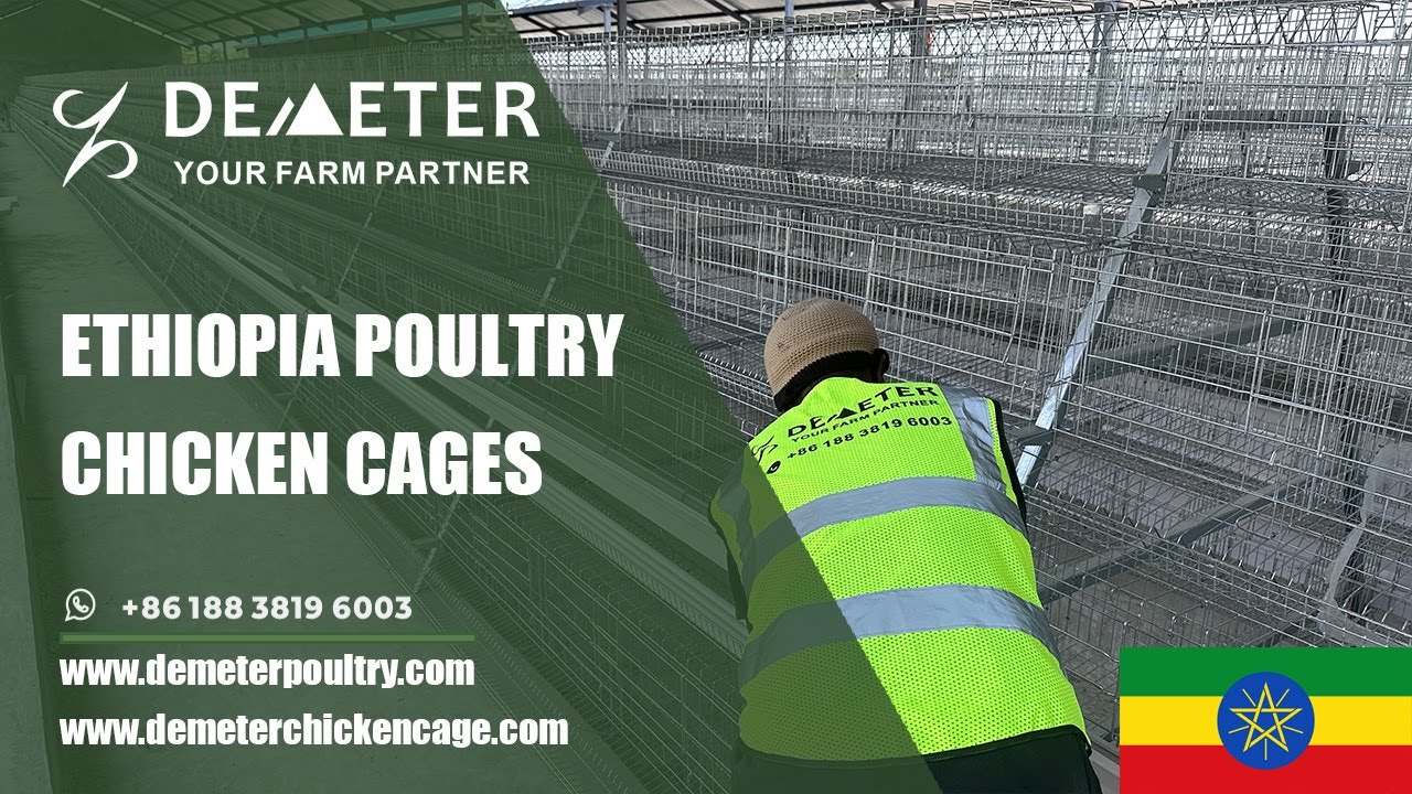 Start Your Egg Farm Right – Modern Layer Chicken Cages Available in Ethiopia #chickencage