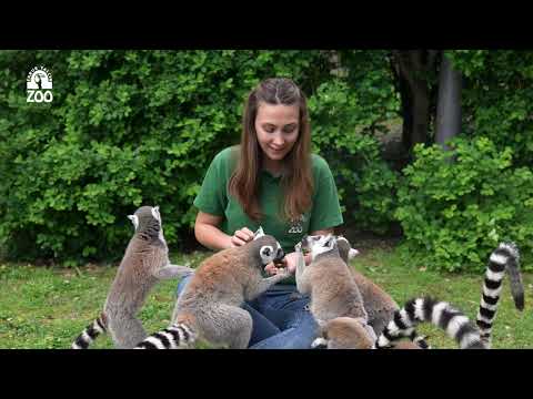 Lemur Besleme etkinliği FYZoo'da!