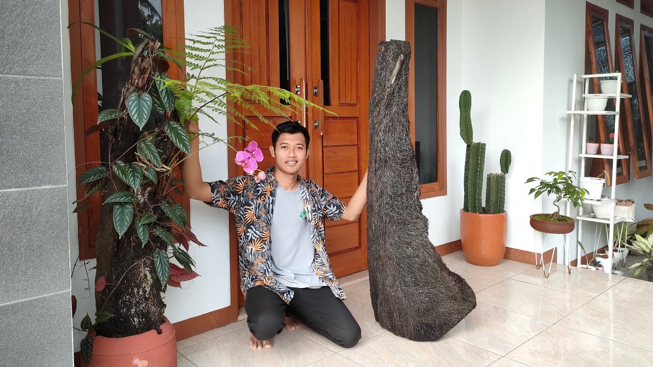 SULAP POHON PAKIS JADI LEBIH INDAH UNTUK HIASAN RUMAH 🏡
