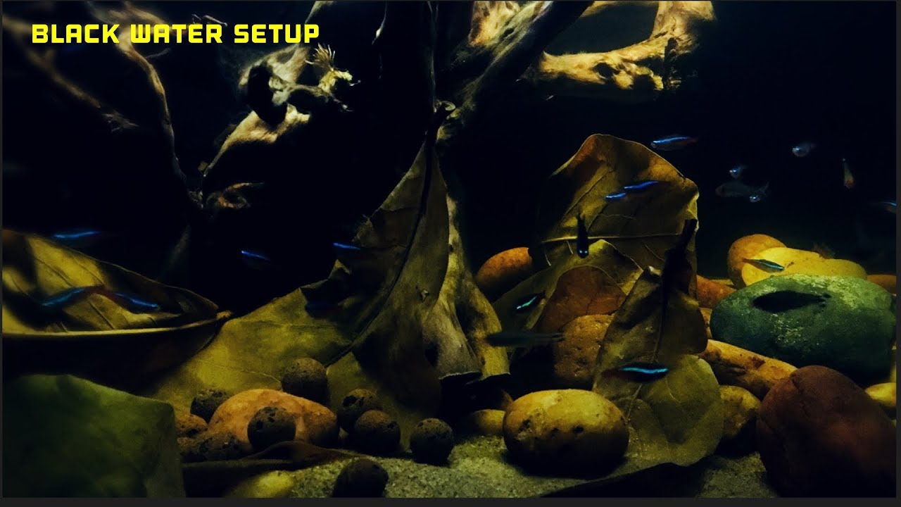 How to Black Water Aquarium Setup Amazon Biotope YouTube