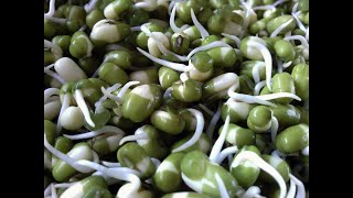 EASYSPROUT Sprouter Review "Great Product"