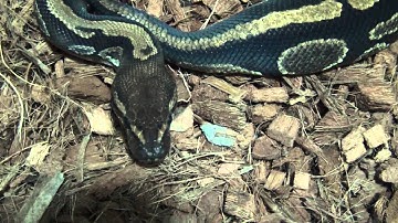 Collection update July, 2015 part 2