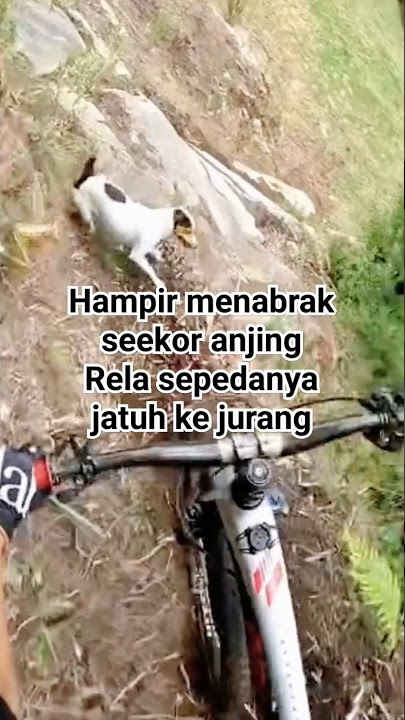 RELA SEPEDA MAHALNYA JATUH KE JURANG DARI PADA MENABRAK SEEKOR ANJING #mtb #crash #anjinglucu