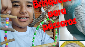 Qual brinquedo periquito gosta?