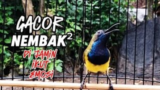 Masteran sogon gacor isian pelatuk sampit
