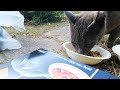 シーバ(Sheba)のCMの猫に似てるさくらねこにシーバ(Sheba)とちゅ～るを給餌したら。。。 野良猫 ニャンちゃん