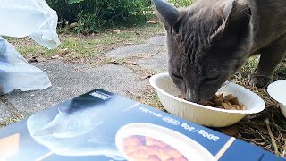 シーバ(Sheba)のCMの猫に似てるさくらねこにシーバ(Sheba)とちゅ～るを給餌したら。。。 野良猫 ニャンちゃん