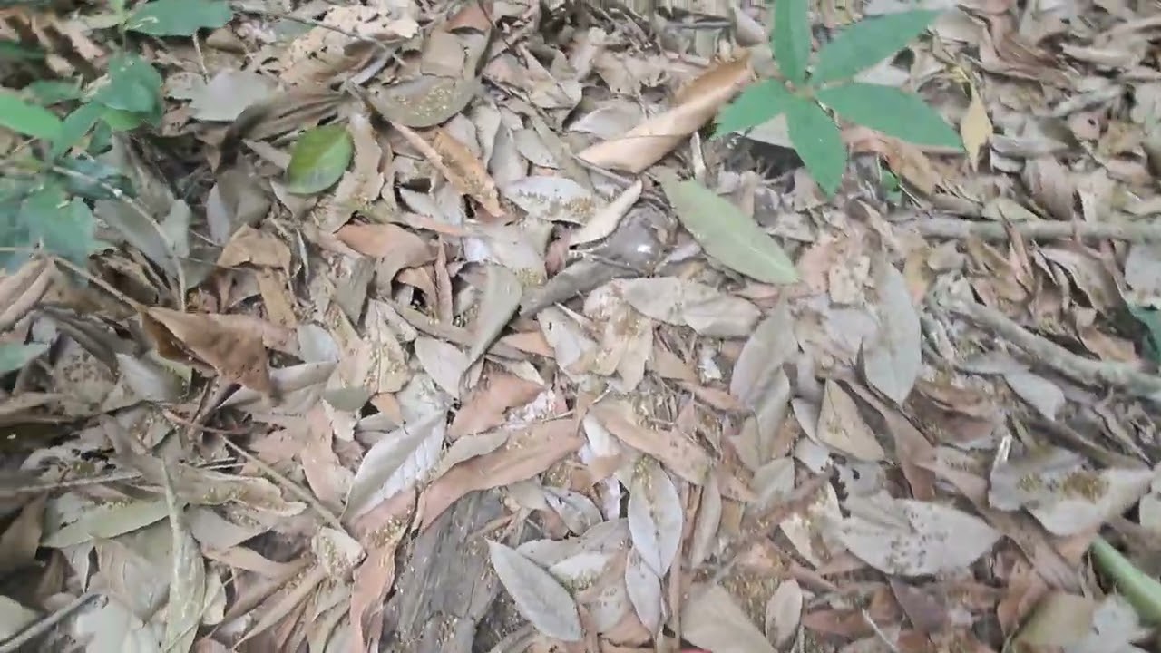 Hoa rừng nở rộ ong lấy mật như vỡ tổ