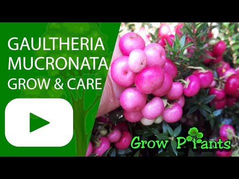 Video: Pernettya Plant Care - Aprende a cultivar un arbusto Pernettya