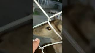Deer Tries To  Eat Me #trending #vlog #video #animals #deer #lion #family #ytshorts #shorts #viral