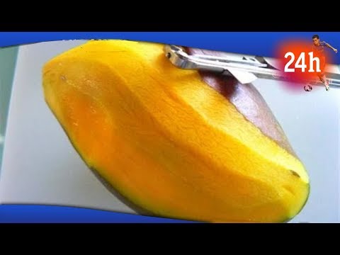 Βίντεο: Φυτό βάλσαμου λεμονιού - Πώς να καλλιεργήσετε το βάλσαμο λεμονιού